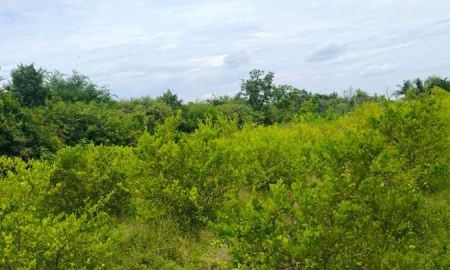 ให้เช่าที่ดิน - ให้เช่าที่ดิน ยกร่องแล้ว เพื่อปลูกพืชทำการเกษตร เจ้าของยังไม่ใช้ที่ดิน