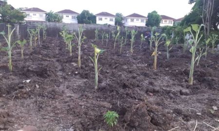 ขายที่ดิน - ที่ดินลาดกระบัง ที่ดินถนนคุ้มเกล้า พร้อมปลูกบ้าน 81 วา ถมแล้ว สุวินทวงศ์ เจ้าคุณทหาร ฉลองกรุง หนองจอก ศุภาลัยเลค 2