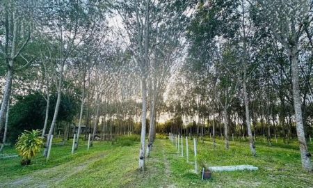 ขายที่ดิน - ขายด่วน! ที่ดินสวนยางแปลงใหญ่ ใกล้สนามบินหาดใหญ่ ต.ควนลัง อ.หาดใหญ่ จ.สงขลา