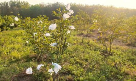 ขายที่ดิน - ขายที่ดิน 8 ไร่ 3 งาน ต.ภูหอ อ.ภูหลวง โฉนดครุฑแดง ขายไร่ละ 170,000 บาท