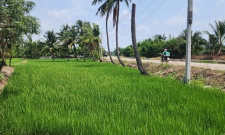 ขายที่ดิน - ขายที่ดินทำเลศักยภาพ พุทธมณฑลสาย 5 สามพราน นครปฐม 1-0-47 ไร่