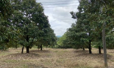 ขายที่ดิน - ขายสวนทุเรียน+สวนยาง+โรงเรือนเลี้ยงไก่ รวม25ไร่ ต.ขุนซ่อง อ.แก่งหางแมว จ.จันทบุรี