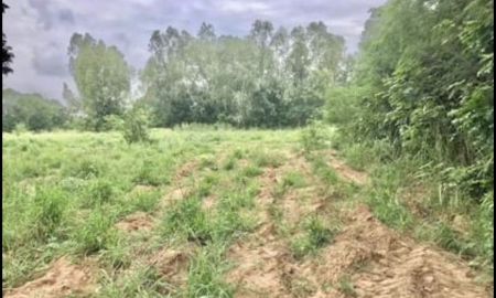 ขายที่ดิน - ด่วน..ราคาถูก ๆ ที่ดินสีชมพูเทศบาล ต.สีคิ้ว อ.สีคิ้ว จ.นครราชสีมา ห่างจากถนนมิตรภาพเพียง 400 เมตร