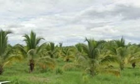 ขายที่ดิน - ขายสวนมะพร้าวอ่อนตำบลหนองแฝกสารภีโฉนดพร้อมโอน