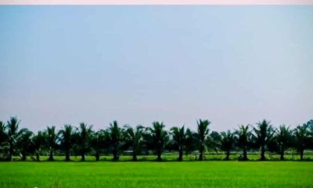 ขายที่ดิน - ขายที่ดินและโกดัง ถมที่บางส่วน ที่บ่อเลี้ยงปลา เล้าเลี้ยงเป็ด