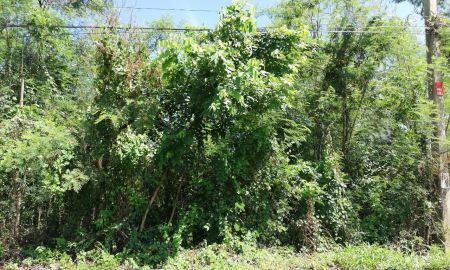 ขายที่ดิน - ที่ดินปลูกบ้าน 369 ตรว. โครงการกฤษดานคร 25 นิมิตรใหม่ ซอยสนามกอล์ฟธานนท์