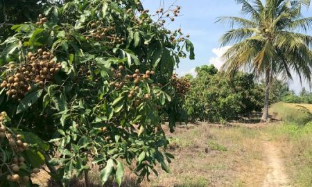 ขายที่ดิน - ขาย ที่ดินสวนลำไย 4ไร่ 99ตร.ว. อ.ดอยหลวง จ.เชียงใหม่