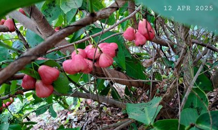 ขายที่ดิน - ร้อนเงินขายถูกเจ้าของขายเอง มีโฉนด 2 ไร่ครึ่งขายยกแปลงเพียง 650,000 บาทรวมโอน