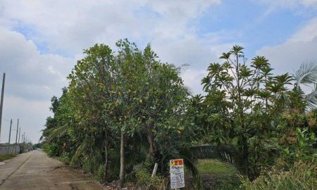 ขายที่ดิน - ขายที่ดินถมแล้วบางเลน (รหัสทรัพย์ 202569) ต.นราภิรมย์ อ.บางเลน จ.นครปฐม ขนาด 221 ตรว