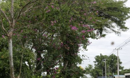 ขายที่ดิน - ขายที่ดิน6ไร่ถมแล้วตลาดไม้ดอก องครักษ์ นครนายก ทำการค้าได้