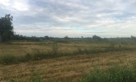 ขายที่ดิน - ที่ดิน 36 ไร่ 2 งาน 92 ตารางวา ซอยบ้านหนองโมก ตำบลนาเริก อำเภอ พนัสนิคม จังหวัดชลบุรี