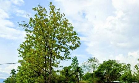 ขายที่ดิน - ที่ดินแปลงสี่เหลี่ยมสวย ใกล้สถานที่และสถานบริการหลายแห่ง อ.น้ำปาด อุตรดิตถ์