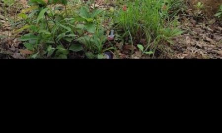 ขายที่ดิน - ขายที่ดินสวนป่า ติดลำห้วย 25ไร่กว่า1.5ล้านบาท