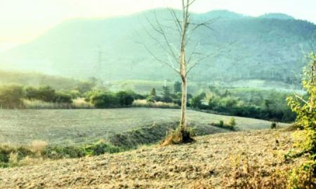 ขายที่ดิน - ที่ดินถูก ไร่ละ 37,500 บาท อ.เวียงสา น่าน