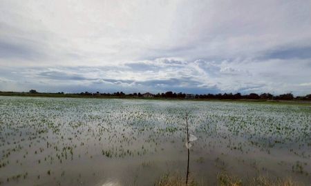 ขายที่ดิน - ขายด่วน ที่ดินหนองจอก 2 ไร่ครึ่ง ติดถนนสาธารณะ ถนนสังฆสันติสุข ซอย 62 กรุงเทพมหานคร