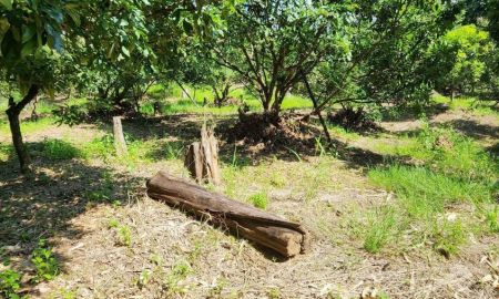 ขายที่ดิน - ขายที่สวนติดลำธารน้ำเชียงดาววิวดอยโฉนดพร้อมโอน