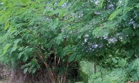 ขายที่ดิน - ขายที่ดินไทรน้อย นนทบุรี 100 ตร.ว.เข้าซอยเพียง 500 เมตร