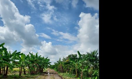 ขายที่ดิน - ขายขาดทุน ที่่ดิน 2 ไร่ โครงการสุธิดา 1 คลองเก้าตะวันตก หนองเสือ จ. ปทุมธานี