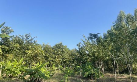 ขายที่ดิน - ขายด่วนที่ดินติดแม่น้ำน่าน อำเภอชุมแสง จังหวัดนครสวรรค์