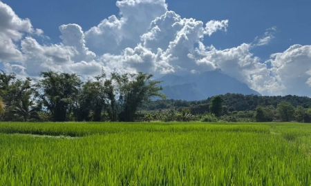 ขายที่ดิน - ขายที่นาวิวดอยหลวงบ้านทุ่งละครเชียงดาวโฉนด