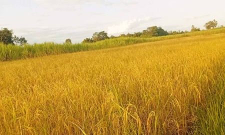 ขายที่ดิน - ขายที่ดิน 8 ไร่ ยกแปลง 1,200,000 บาท ต.นากอก อ.ศรีบุญเรือง จ.หนองบัวลำภู