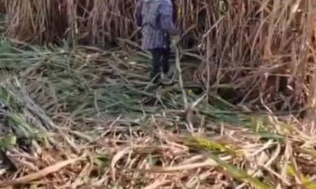 ขายที่ดิน - ขายที่ดิน 4 ไร่ ยกแปลง 600,000 บาท พื้นที่การเกษตรทำอ้อยและทำนา