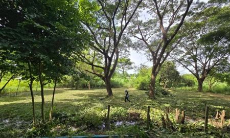 ขายที่ดิน - ขายที่ดินตำบลบ้านกาดแม่วางร่มรื่นโฉนดพร้อมโอน