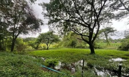 ขายที่ดิน - ขายที่สวนแม่วางติดลำเหมืองโฉนดพร้อมโอนราคาถูก