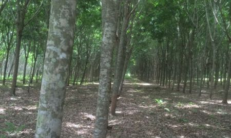 ขายที่ดิน - ขายที่ดินสวนยาง 103 ไร่ ต.เขาหัวควาย อ.พุนพิน จ.สุราษฏร์ธานี ราคาดีต่อรองได้