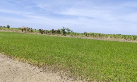 ขายที่ดิน - ขายที่ดินเปล่า มีแหล่งน้ำใสสองบ่อ เนื้อที่แบ่งขายได้ แบ่งได้ 200 ตรวขึ้นไป Sale land Nakhon Pathom nice view