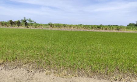 ขายที่ดิน - ขายที่ดินเปล่า ใกล้ มหาลัยเกษตรศาสตร์ กำแพงแสน นครปฐม