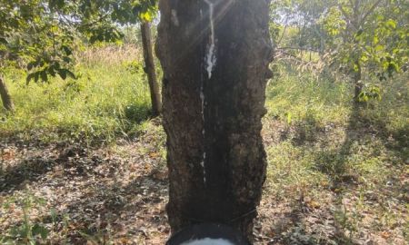 ขายที่ดิน - ขายที่ดิน 12 ไร่ พร้อมสวนยางกรีดทันที ลำนางรอง โนนดินแดง จ.บุรีรัมย์ ติดอ่างเก็บน้ำ น้ำดีทั้งปี ใกล้โครงการถนน 4 เลน ช่องเขาช่องตะโก