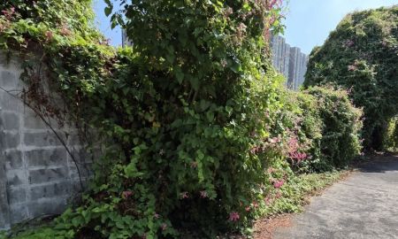 ขายที่ดิน - ขายที่ดินถมแล้ว 105ตร.ว ถนนสุขุมวิท101 แปลงสี่เหลี่ยมหน้ากว้าง ที่สวยทำเลดีมาก ใก้ลรถไฟฟ้าสถานีปุณณวิถี ทรูดิจิตอลพาร์ค