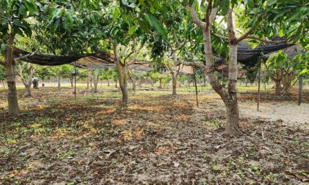 ขายที่ดิน - ขายที่ดินถมแล้ว 4-0-40 ไร่ น้ำไม่ท่วม เหมาะแก่การทำสวนและปลูกบ้าน ต.หนองปลาสะวาย อ.บ้านโฮ่ง จ.ลำพูน