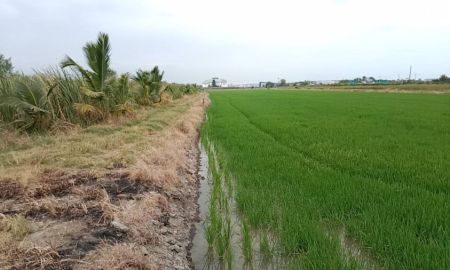 ขายที่ดิน - ขายด่วน ที่ดิน 12-2-75 ไร่ พื้นที่สีม่วง ตั้งอยู่ที่ ต.คลองเปรง อ.เมือง ฉะเชิงเทรา