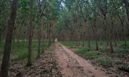 ขายที่ดิน - โอกาสลงทุนสวนยาง ทำเลดี อ.แกลง จ.ระยอง ขนาด 52 ไร่ 3 งาน 20 ตร.ว.