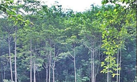 ขายที่ดิน - มีรายได้ทันที ที่วิวเขา สวนยางพารา-ไม้กฤษณากำลังให้ผลผลิต44ไร่กว่า พร้อมบ้านพัก อ.มะขาม จันทบุรี o86-3ol-6l6l