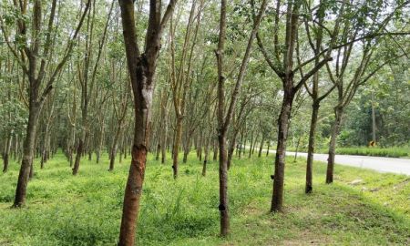 ขายที่ดิน - ขายที่ดินแปลงสวย ทำเลดี เขตเขาคันทรง ศรีราชา ใกล้นิคมWHA