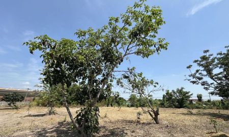 ขายที่ดิน - ขายที่ดิน 1 ไร่ 3 งาน ถมแล้ว ที่สวย บรรยากาศดี ร่มรื่น เงียบสงบ ปลอดภัย ใกล้แหล่งท่องเที่ยว ใกล้ชุมชน OTOP