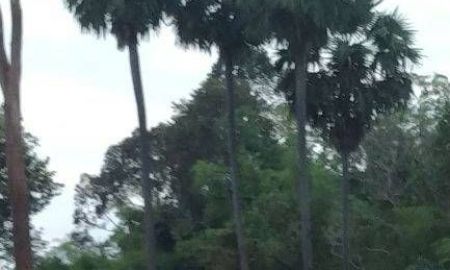 ขายที่ดิน - ที่ดินแบ่งขายคำโตนด เริ่มต้น 1 ไร่ ใกล้อบต.คำโตนด300เมตร อ.ประจันตคาม ปราจีนบุรี