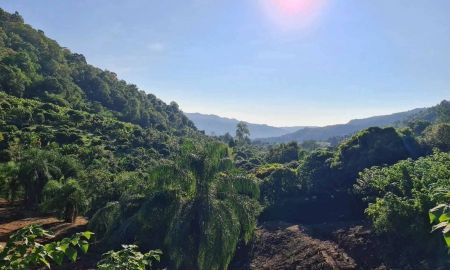 ขายที่ดิน - ขายที่ดินตำบลบ้านปงหางดงแถวบ้านกลางดอยพร้อมโอน