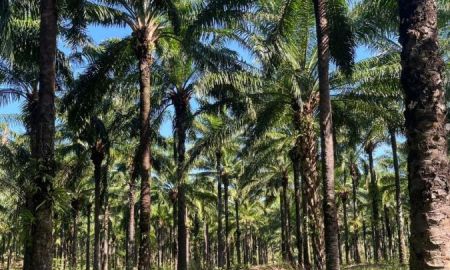 ขายที่ดิน - ขายที่ดิน สวนปาล์มน้ำมัน แปลงใหญ่เพื่อการลงทุน จังหวัดชุมพร เจ้าของขายเอง