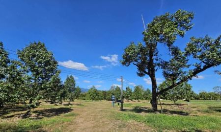 ขายที่ดิน - ขายสวนผลไม้ อำเภอขลุง จันทบุรี พร้อมให้ผลผลิต