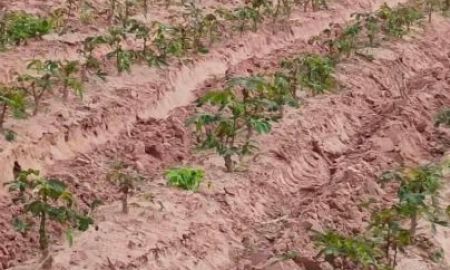 ขายที่ดิน - ขายที่ดิน105ไร่ตำบลลุงเขว้าหนองบุญมากจังหวัดนครราชสีมา