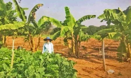 ขายที่ดิน - ขายที่ดินตำบลเชียงดาววิวดอยหลวงเอกสารสิทธิ์ ราคาถูก