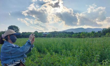 ขายที่ดิน - ขายที่ดินตำบลเชียงดาววิวดอยหลวงถมดินเรียบร้อยพร้อมโอน