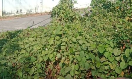 ขายที่ดิน - ขายที่ดิน 210 ตารางวาใกล้ถนนนครอินทร์เพียงครึ่งกิโลเมตร