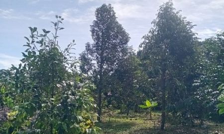 ขายที่ดิน - เสนอขายที่ดินพร้อมสวนทุเรียน และร้านค้าให้เช่า ทำเลใจกลางเมืองจันทบุรี เนื้อที่ 2 ไร่ 2 งาน 78 ตรว. ต.ท่าช้าง อ.เมือง จ.จันทบุรี