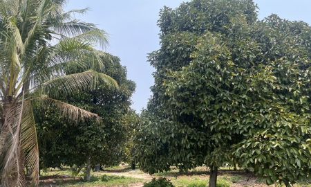 ขายที่ดิน - ขายที่ดินสวย ทำเลสวยมีศักยภาพ ติดถนน อำเมือง ปราจีนบุรี