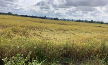 ขายที่ดิน - ขายที่ดินตำบลจันจ้วา แม่จัน เชียงราย เนื้อที่ 2,528-2-85 ไร่